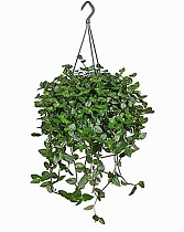 Традесканция Дарк Грин - Tradescantia Dark Green D18 H40