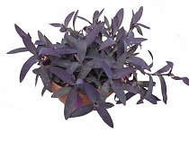 Традесканция - Tradescantia Purple Swifttale D12 H20