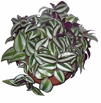 Традесканция Пинк Джой - Tradescantia Pink Joy D18 H40