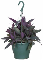 Традесканция - Tradescantia pallida Purple Heart D17 H25