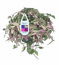 Традесканция приречная -Tradescantia fluminensis Quadricolor D17 H35