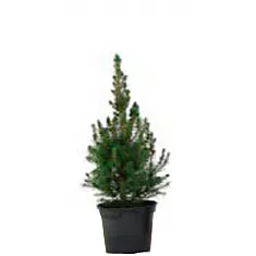 Ель канадская (Picea Glauca Conica) D12 H30