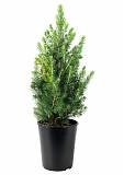 Ель сизая Picea glauca 'Daisy's White' D25 Р100