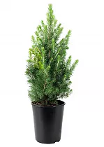 Ель сизая Picea glauca 'Daisy's White' D25 H100