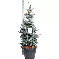 Ель колючая Хупси (Picea Pungens Hoopsii) D35 H180