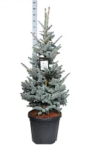 Ель колючая Хупси (Picea Pungens Hoopsii) D40 H200