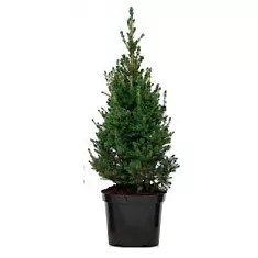 Ель канадская (Picea Glauca Conica)  D20 H100