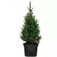 Ель канадская (Picea Glauca Conica) D25 H150