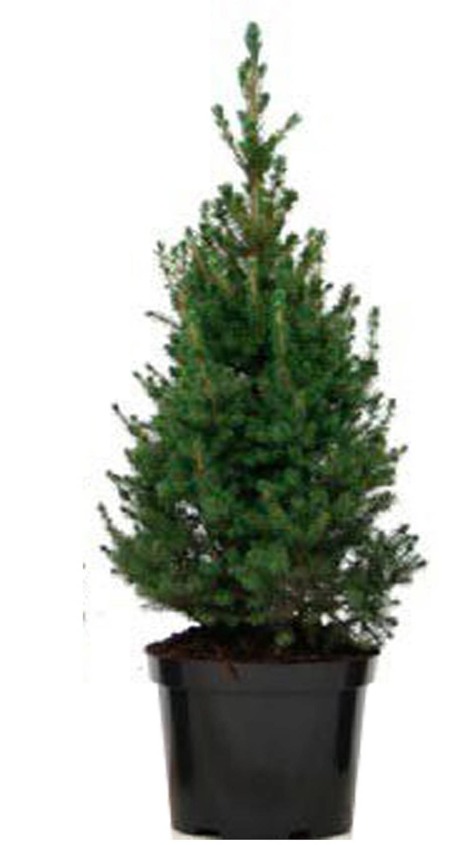 Ель канадская (Picea Glauca Conica) D25 H150