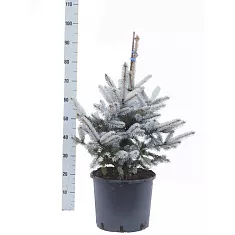 Ель колючая Хупси (Picea Pungens Hoopsii)  D25 H90