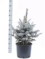 Ель колючая Хупси (Picea Pungens Hoopsii)  D25 H90