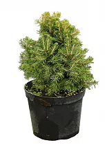 Обыкновенная ель (Picea Abies Nidiformis) D19 H40