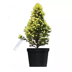 Ель сизая Picea glauca 'Daisy's White'  D19 H60