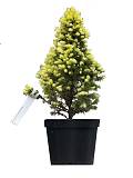 Ель сизая Picea glauca 'Daisy's White'  D19 H60