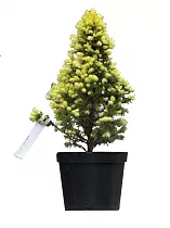 Ель сизая Picea glauca 'Daisy's White' D19 H60