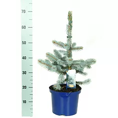Ель колючая Хупси (Picea Pungens Hoopsii) D19 H60