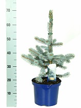 Ель колючая Хупси (Picea Pungens Hoopsii) D19 H60