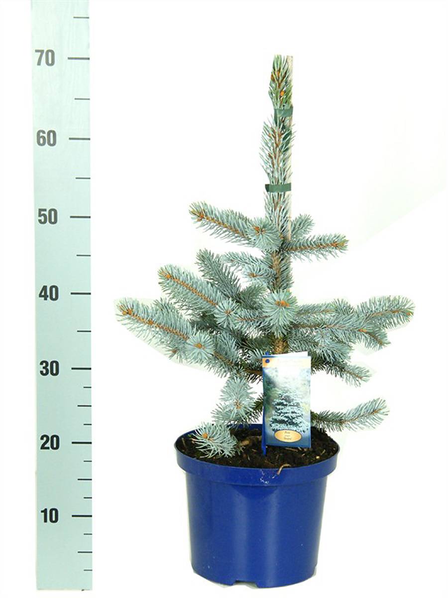 Ель колючая Хупси (Picea Pungens Hoopsii) D19 H60
