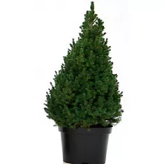 Ель канадская (Picea Glauca Conica) D35 H200