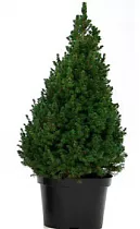 Ель канадская (Picea Glauca Conica) D35 H200