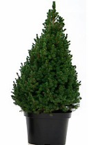 Ель канадская (Picea Glauca Conica) D35 H200