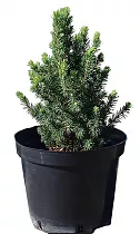 Ель канадская (Picea Glauca Conica) D17 H60