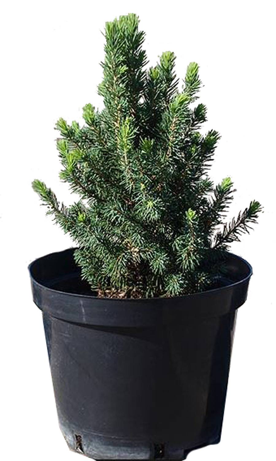 Ель канадская (Picea Glauca Conica) D17 H60