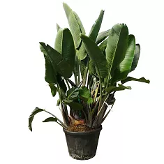 СТРЕЛИЦИЯ королевская - Strelitzia reginae D50 H180