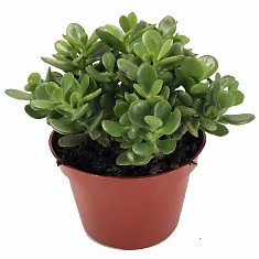 Крассула Овата (Толстянка) - Crassula D17 H30