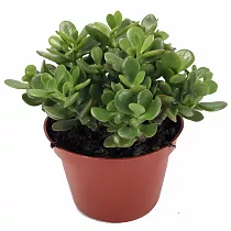 Крассула Овата (Толстянка) - Crassula D17 H30