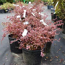 Барбарис тунберга Пинк Аттакшн - Berberis thunbergii Pink Attraction D9 H20