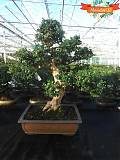 Бонсай Кармона - Carmona microphylla D50*37   H80-85