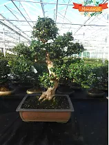 Бонсай Кармона - Carmona microphylla D50*37   H80-85