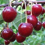 Вишня обыкновенная Волочаевка