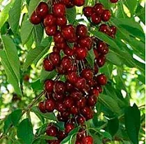 Вишня обыкновенная колоновидная