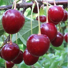 Вишня обыкновенная Волочаевка