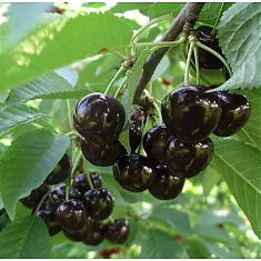 Вишня обыкновенная Ленинградская Черная