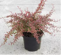 Барбарис тунберга Оранж Дрим - Berberis thunbergii Orange Dream D9 H20
