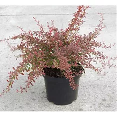 Барбарис тунберга Оранж Дрим - Berberis thunbergii Orange Dream D9 H20