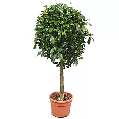 Фикус Бенджамина Нитида штамб - Ficus benjamina Nitida D33 H180