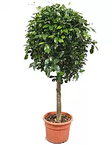 Фикус Бенджамина Нитида штамб - Ficus benjamina Nitida D33 H180