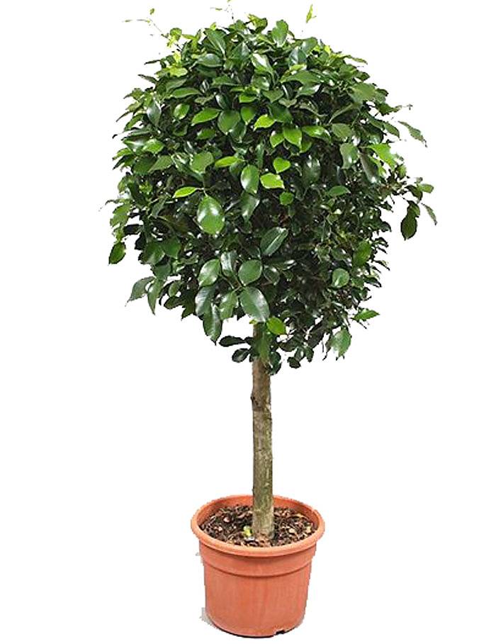 Фикус Бенджамина Нитида штамб - Ficus benjamina Nitida D33 H180