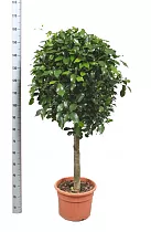 Фикус Бенджамина Нитида штамб - Ficus benjamina Nitida D33 H150