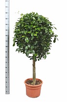 Фикус Бенджамина Нитида штамб - Ficus benjamina Nitida D33 H150