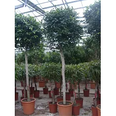 Фикус Бенджамина Нитида штамб - Ficus benjamina Nitida D45 H250