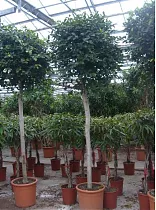 Фикус Бенджамина Нитида штамб - Ficus benjamina Nitida D45 H250