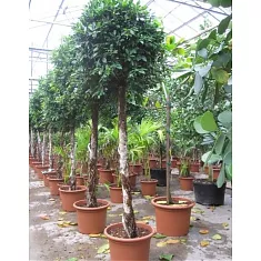 Фикус Бенджамина Нитида штамб - Ficus benjamina Nitida D45 H300