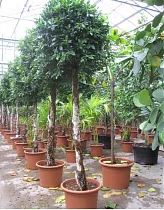 Фикус Бенджамина Нитида штамб - Ficus benjamina Nitida D45 H300