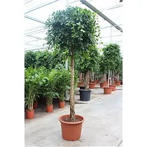 Фикус Бенджамина Нитида штамб - Ficus benjamina Nitida D60 H320