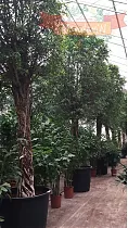Фикус Бенджамина Нитида - Ficus benjamina Nitida D100 H600